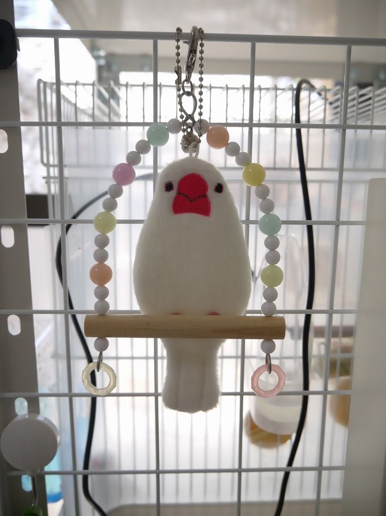 生後70日 放鳥のトレーニングを始めてみる 白文鳥を育てよう 生後70日 放鳥のトレーニングを始めてみる 白文鳥を育てよう