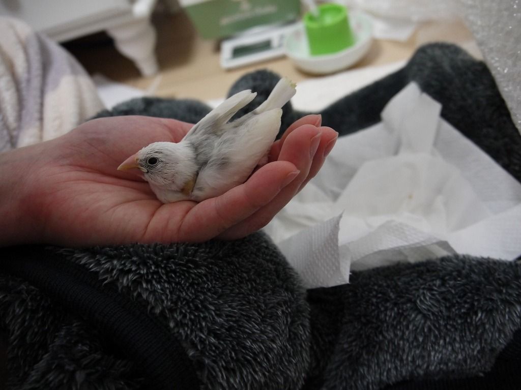 1日遅れの文鳥の日 : 白文鳥を育てよう