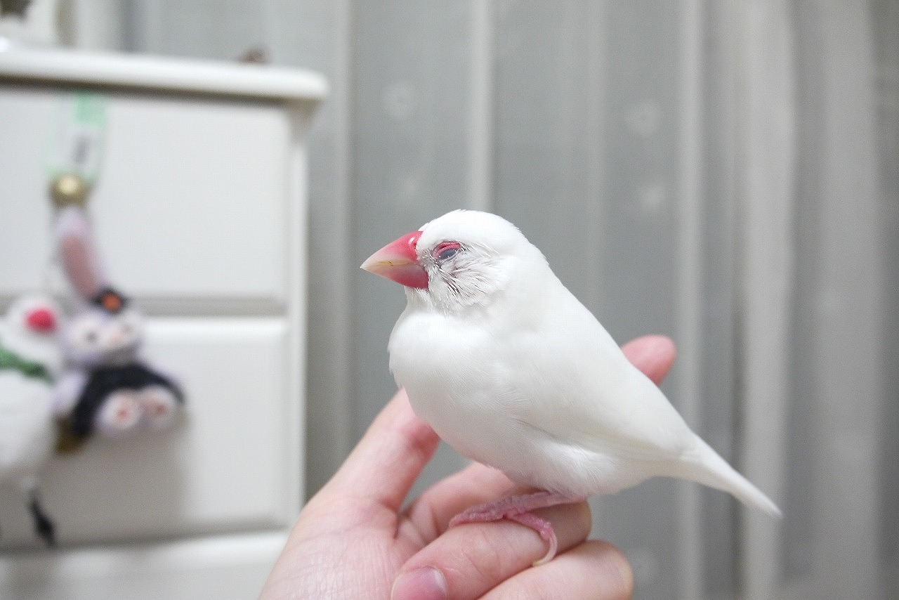 4度目の夏がきた！ : 白文鳥を育てよう