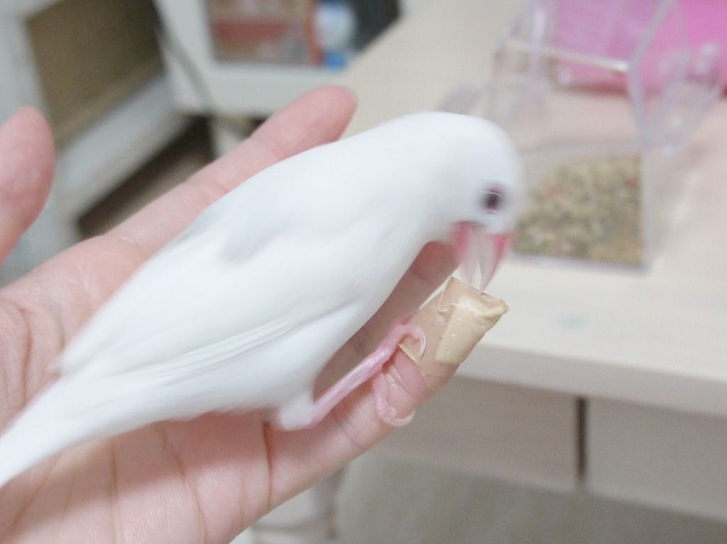 生後109日 史上最大の反抗期到来 白文鳥を育てよう