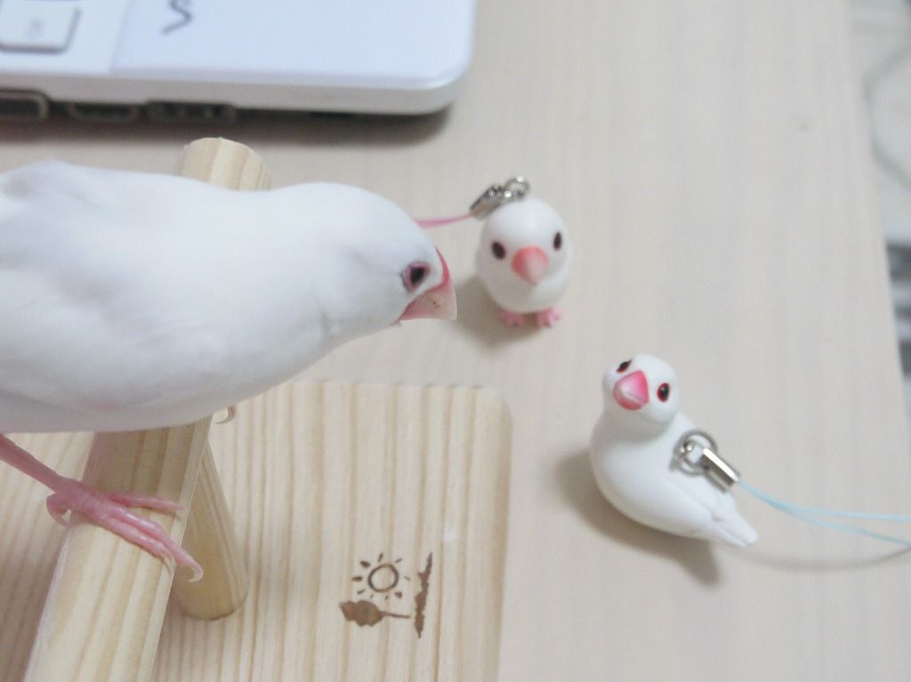 生後118日 雑記 文鳥さんを迎えてからの生活 日常スナップ 白文鳥を育てよう