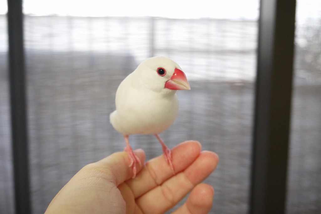 発情シーズン真っ只中 年末のごあいさつ 白文鳥を育てよう