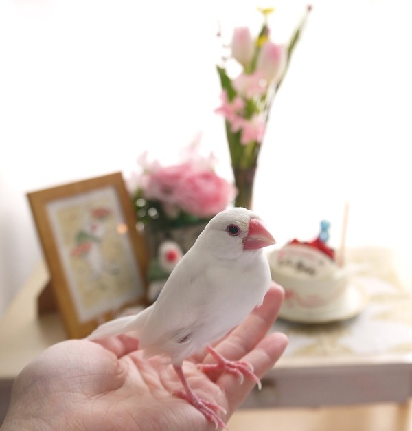 ぴーちゃん、8歳になりました！ : 白文鳥を育てよう