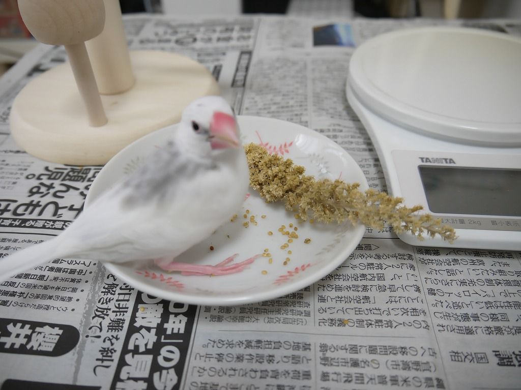生後40日 一人餌の特訓 白文鳥を育てよう 生後40日 一人餌の特訓 白文鳥を育てよう