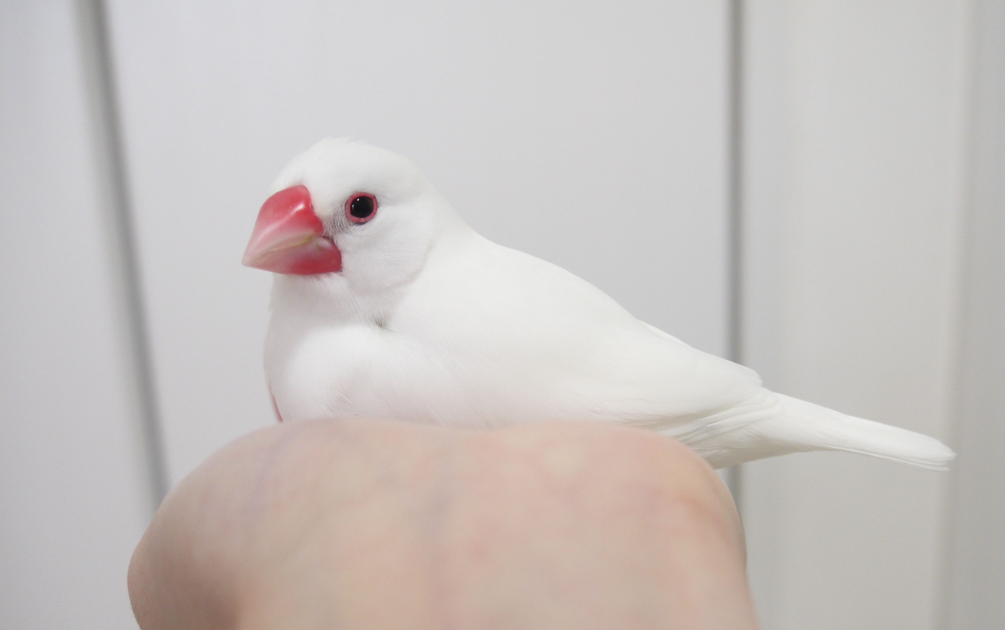1日遅れの文鳥の日 : 白文鳥を育てよう