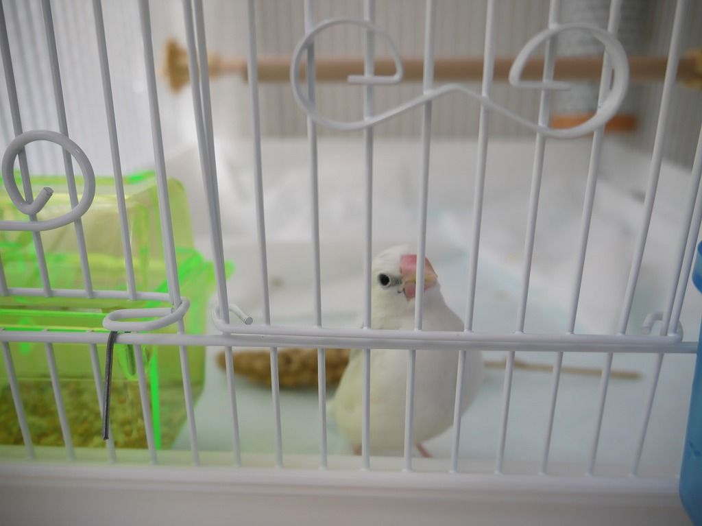 生後35日 水浴びし始めました 白文鳥を育てよう