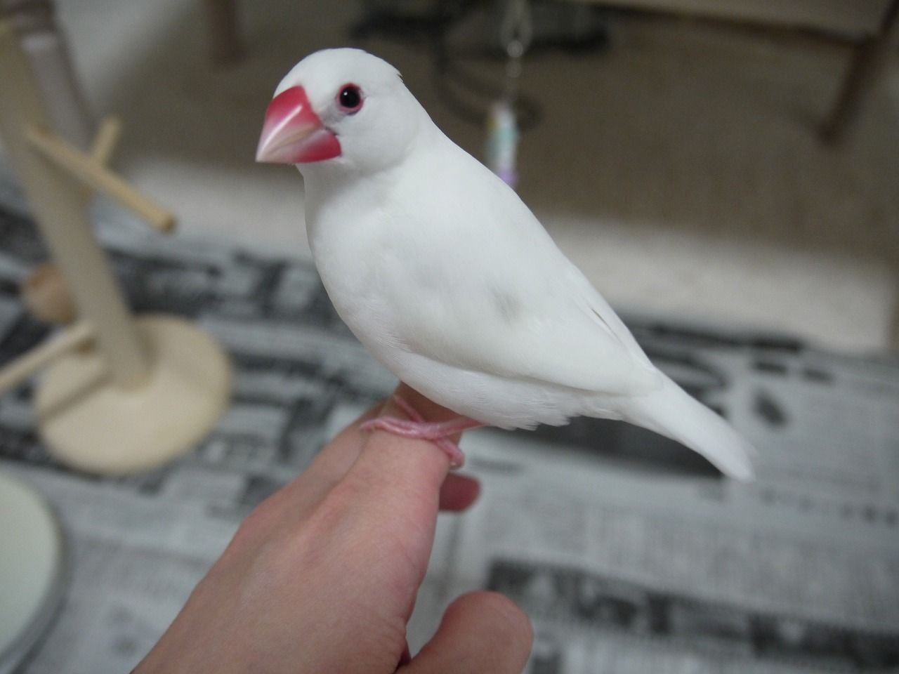 生後224日 そろそろ冬支度を。 : 白文鳥を育てよう