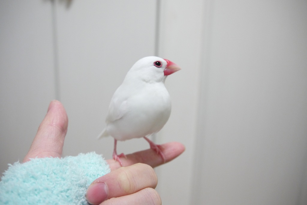 発情シーズン真っ只中 年末のごあいさつ 白文鳥を育てよう