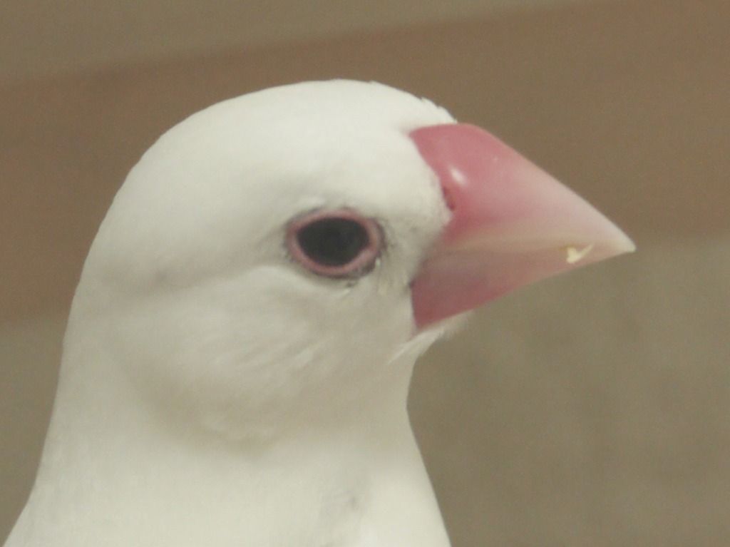 生後100日 若鳥の誕生 白文鳥を育てよう