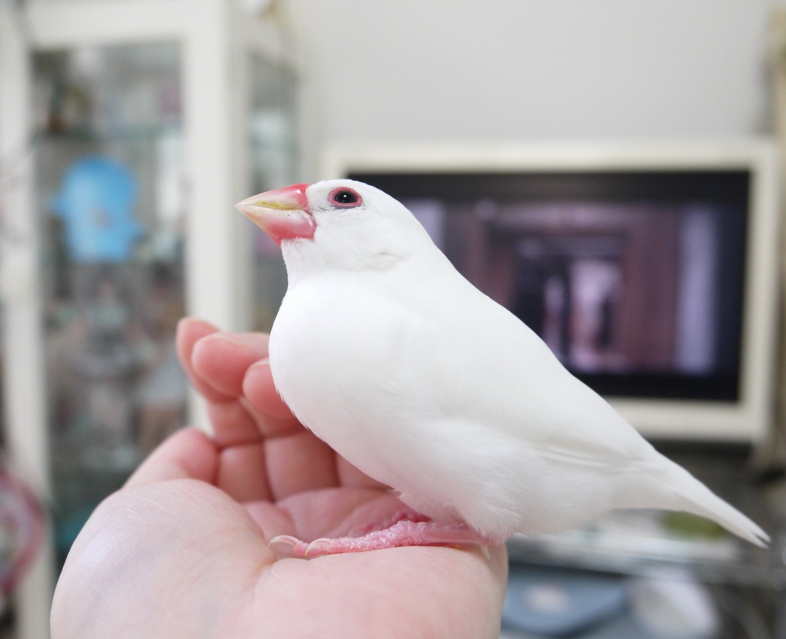 5歳6か月のぴーちゃん 白文鳥を育てよう 5歳6か月のぴーちゃん 白文鳥を育てよう
