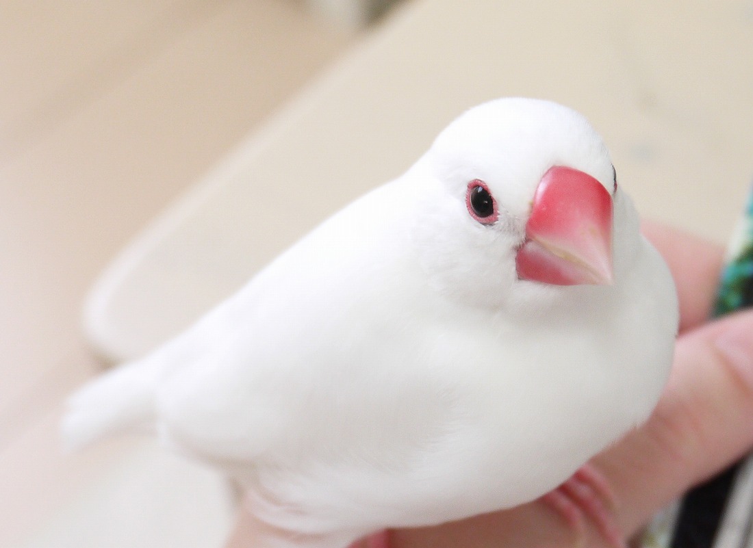 5歳6か月のぴーちゃん 白文鳥を育てよう