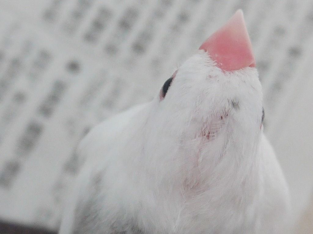 生後50日 一か月と日で雛換羽 白文鳥を育てよう