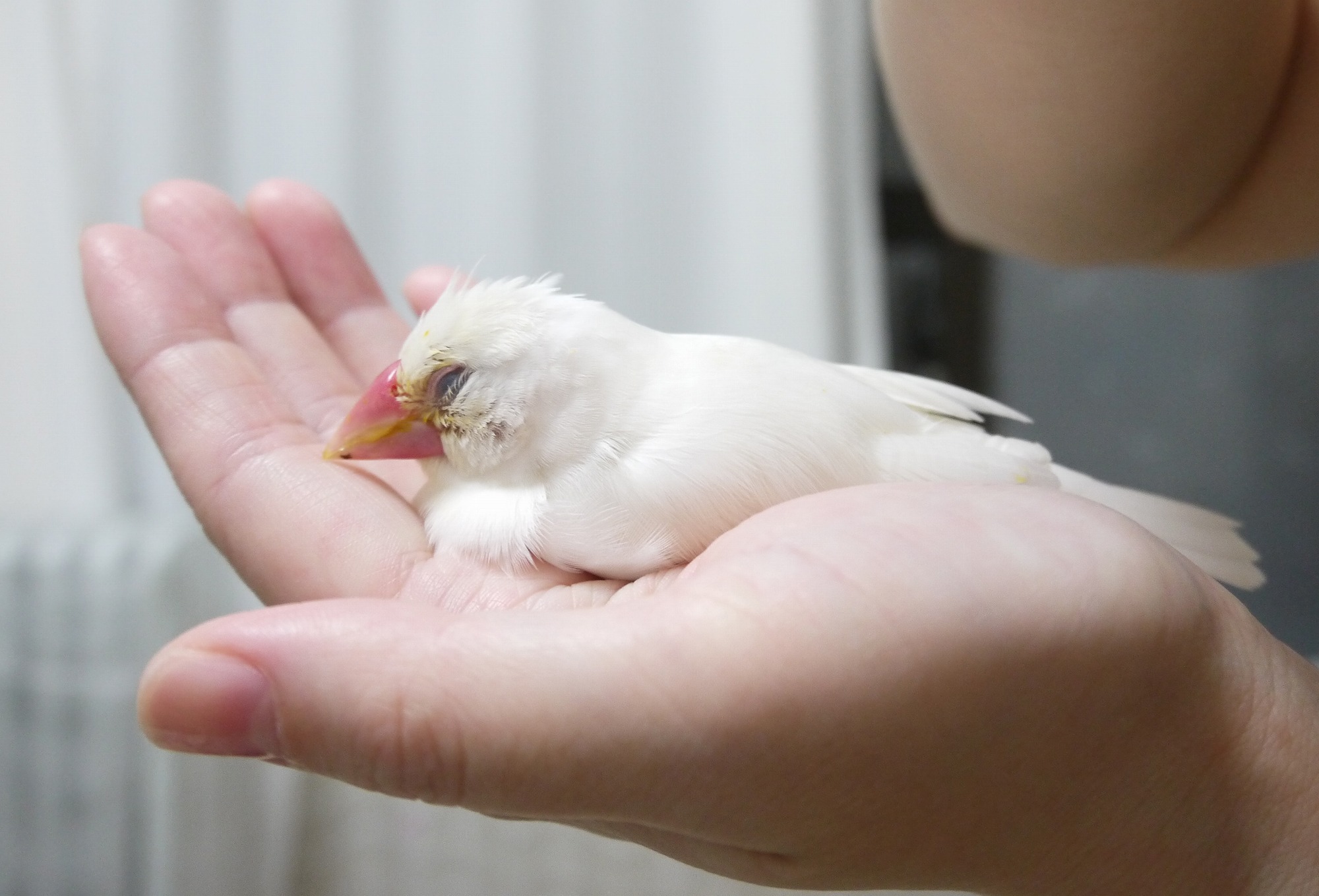 8歳6か月 ぴーちゃんはお星さまになりました : 白文鳥を育てよう