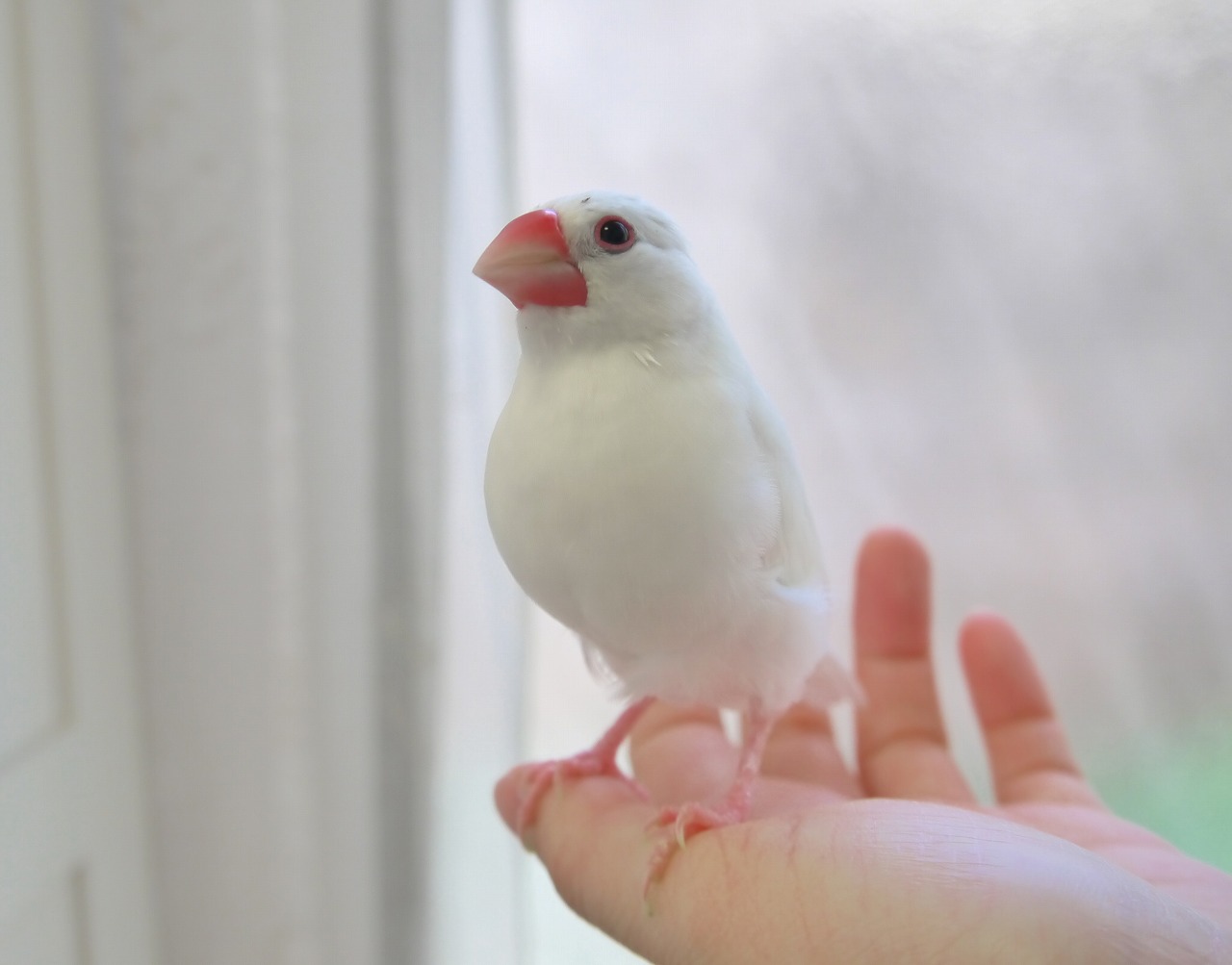 全然終わらない換羽 Hawaii旅行記 白文鳥を育てよう