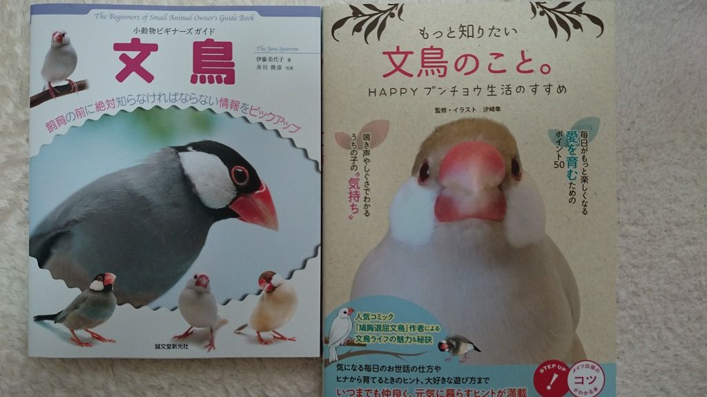 文鳥を迎えるにあたっての準備 白文鳥を育てよう