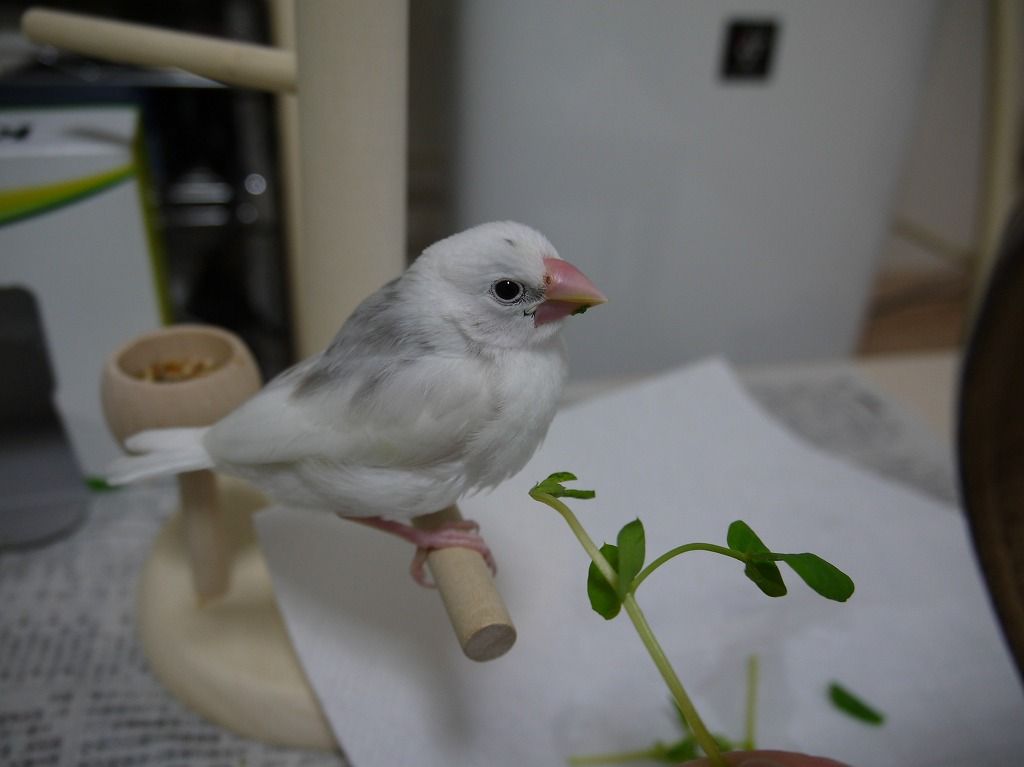 生後30日 白文鳥を育てよう 生後30日 白文鳥を育てよう
