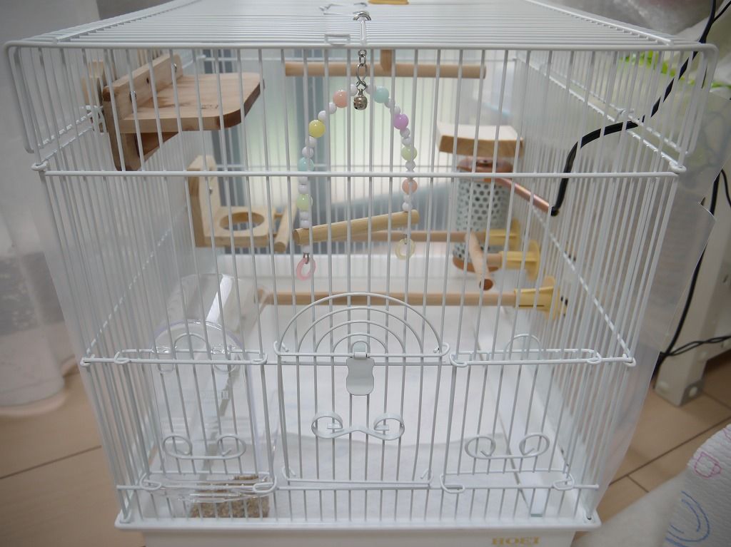 生後58日 最近のレイアウト 白文鳥を育てよう 生後58日 最近のレイアウト 白文鳥を育てよう