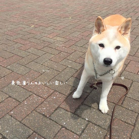 13349141_980638112052493_1831148924_naa