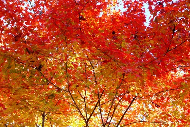 $勇気凛りんオフィシャルブログ「勇気凛りん料理とお菓子　rinrepi☆」Powered by Ameba