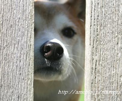 勇気凛りん料理とお菓子 rinrepi☆-Hana