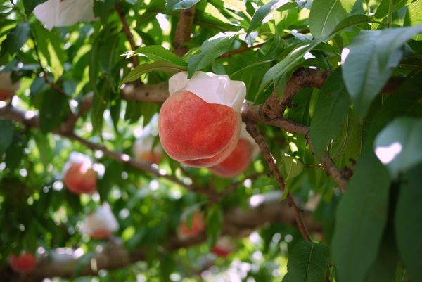 $勇気凛りんオフィシャルブログ「勇気凛りん料理とお菓子　rinrepi☆」Powered by Ameba