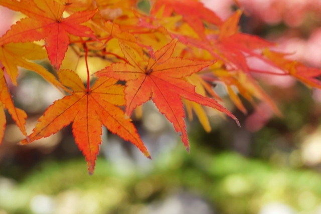 $勇気凛りんオフィシャルブログ「勇気凛りん料理とお菓子　rinrepi☆」Powered by Ameba