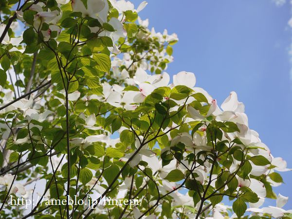 $勇気凛りん料理とお菓子 rinrepi☆-クリックで拡大