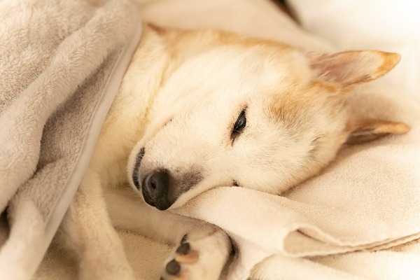 91001834_589431214982376_5721955435473272832_n