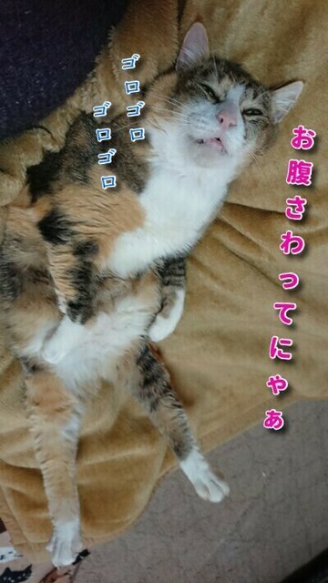 h0DozBPRN7FKU_u1551552061_1551552271