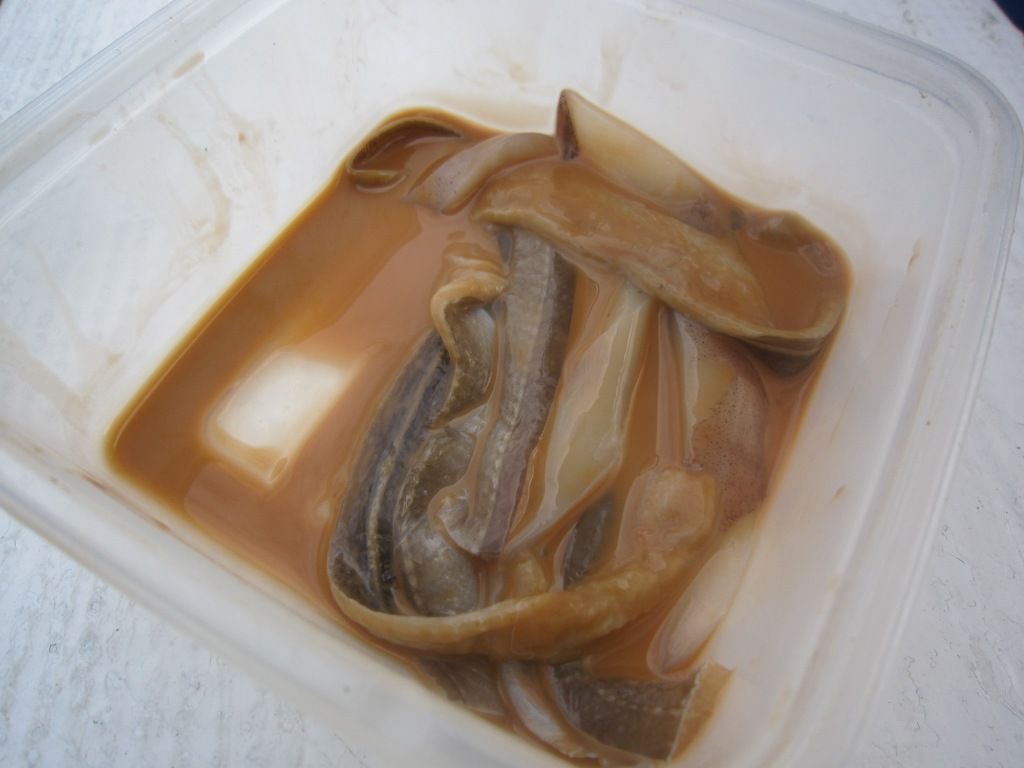 洲崎 六平丸 オニカサゴ釣行記 前回は港解散 今回は りんりんパパの釣行 ぐるめ 生活日記 洲崎 六平丸 オニカサゴ釣行記 前回は港解散 今回は りんりんパパの釣行 ぐるめ 生活日記