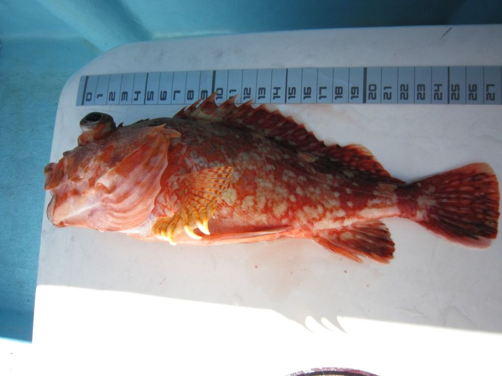 洲崎 北山丸 マハタ五目釣行記 天気は最高 釣果は りんりんパパの釣行 ぐるめ 生活日記