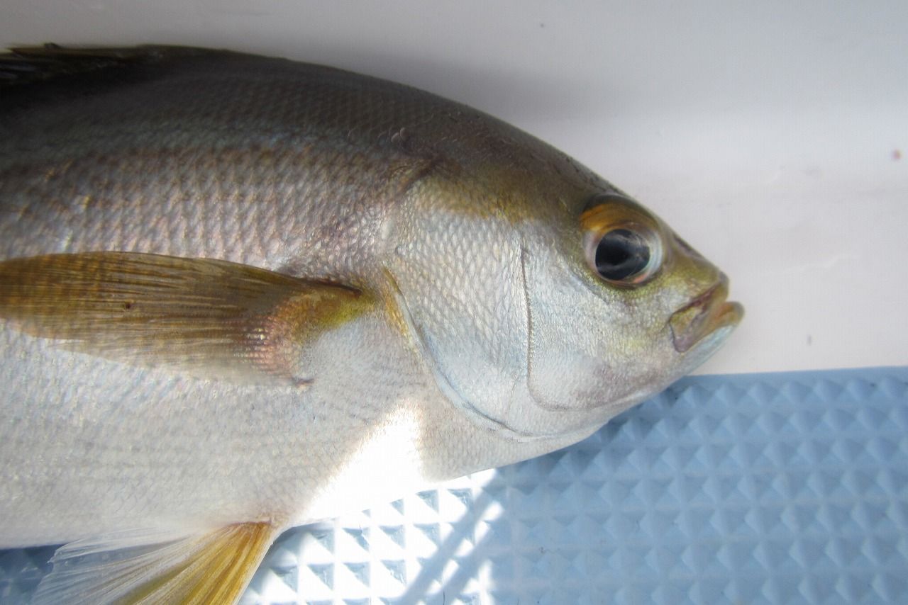 洲崎 早川丸 イサキ釣行記 脂乗りの良いイケメンとご対面 りんりんパパの釣行 ぐるめ 生活日記