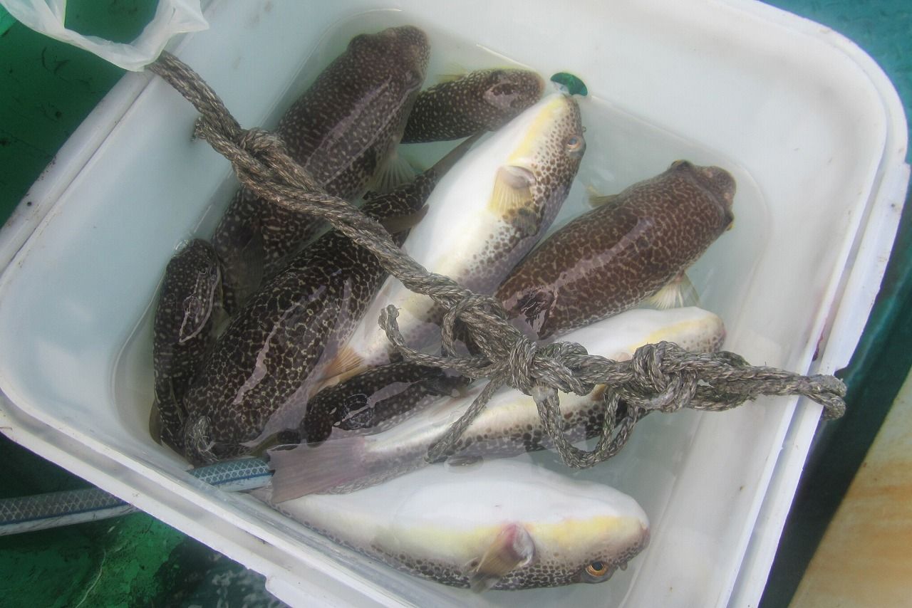 大原 孝栄丸 ショウサイフグ釣行記 ジャンボ ジャンボ ジャンボ ちょいチビ りんりんパパの釣行 ぐるめ 生活日記 大原 孝栄丸 ショウサイフグ釣行記 ジャンボ ジャンボ ジャンボ ちょいチビ りんりんパパの釣行 ぐるめ 生活日記