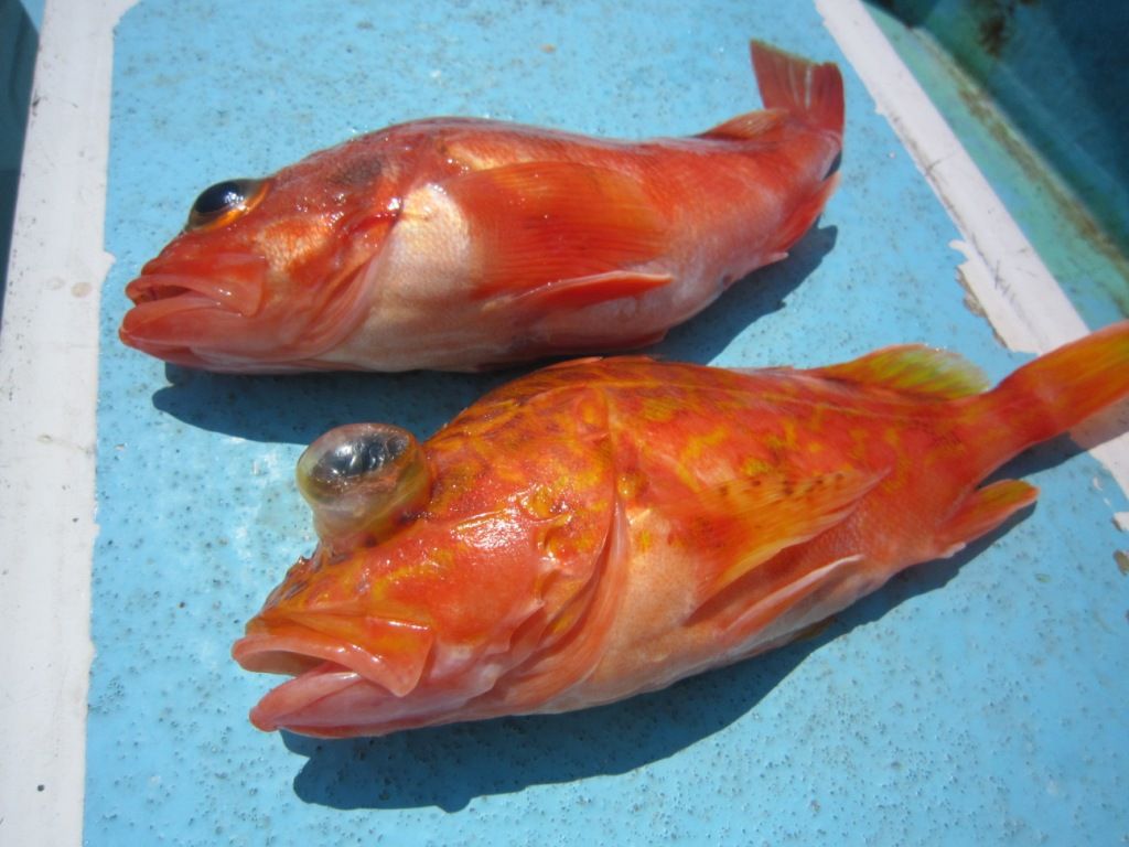 カサゴ料理 ユメカサゴの南蛮漬け りんりんパパの釣行 ぐるめ 生活日記 カサゴ料理 ユメカサゴの南蛮漬け りんりんパパの釣行 ぐるめ 生活日記