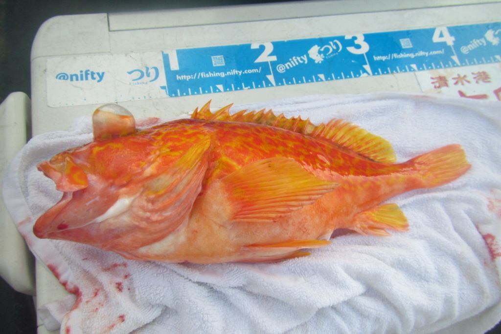 大原 孝栄丸 根魚五目釣行記 オニ ハチ アヤメで大三元 りんりんパパの釣行 ぐるめ 生活日記 大原 孝栄丸 根魚五目釣行記 オニ ハチ アヤメで大三元 りんりんパパの釣行 ぐるめ 生活日記