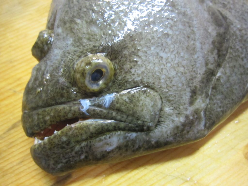 鹿嶋 利喜丸 ヒラメ釣行記 料理編 ヒラメの一夜干しに初挑戦 りんりんパパの釣行 ぐるめ 生活日記