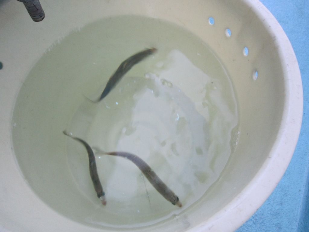 洲崎 北山丸 マハタ五目釣行記 天気は最高 釣果は りんりんパパの釣行 ぐるめ 生活日記