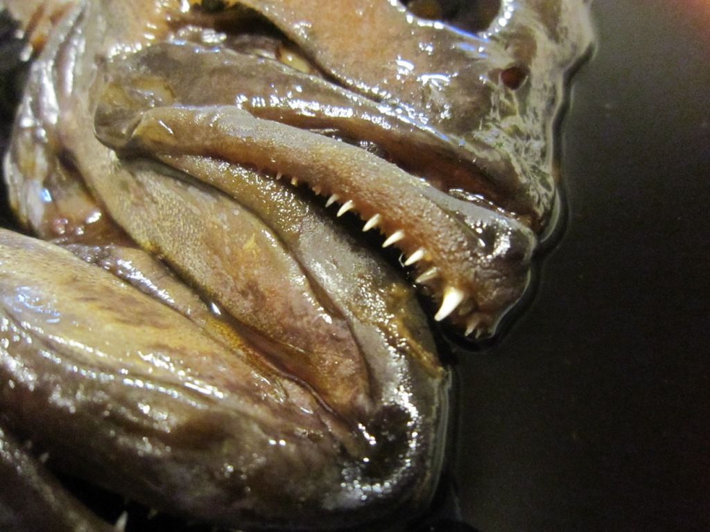 ハタ料理 マハタの頭を煮つけ りんりんパパの釣行 ぐるめ 生活日記