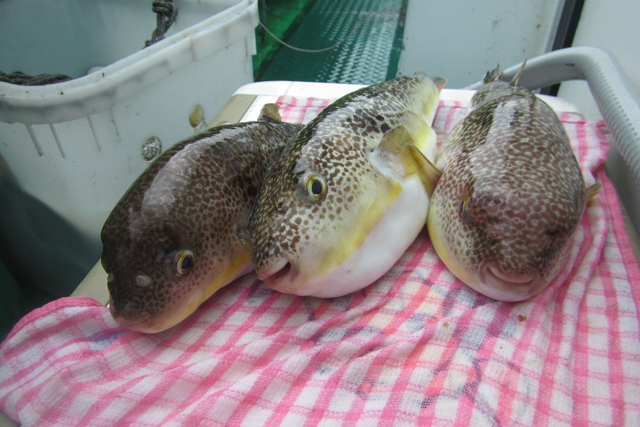 大原 孝栄丸 ショウサイフグ釣行記 ジャンボ ジャンボ ジャンボ ちょいチビ りんりんパパの釣行 ぐるめ 生活日記 大原 孝栄丸 ショウサイフグ釣行記 ジャンボ ジャンボ ジャンボ ちょいチビ りんりんパパの釣行 ぐるめ 生活日記