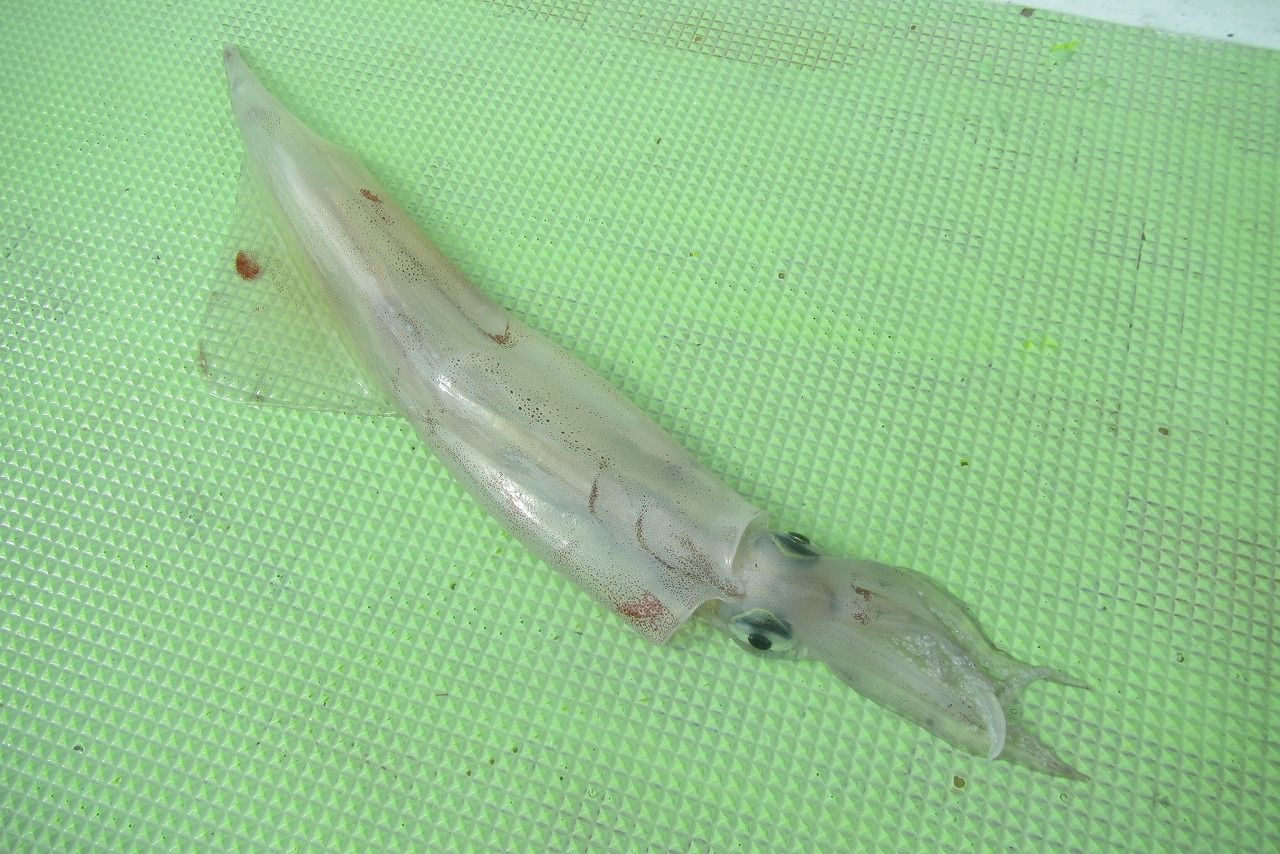 勝浦 初栄丸 サバヤリ釣行記 勝浦沖にヤリイカが来ましたおぉ りんりんパパの釣行 ぐるめ 生活日記