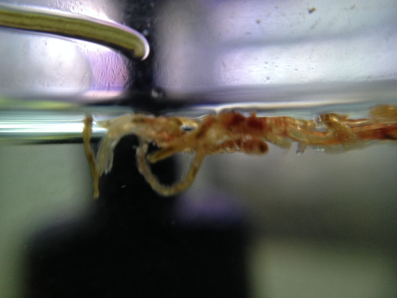 キョーリンひかりｆｄビタミン赤虫を水に沈めようとして失敗する 水槽にやったことを忘れないように書いておくブログ