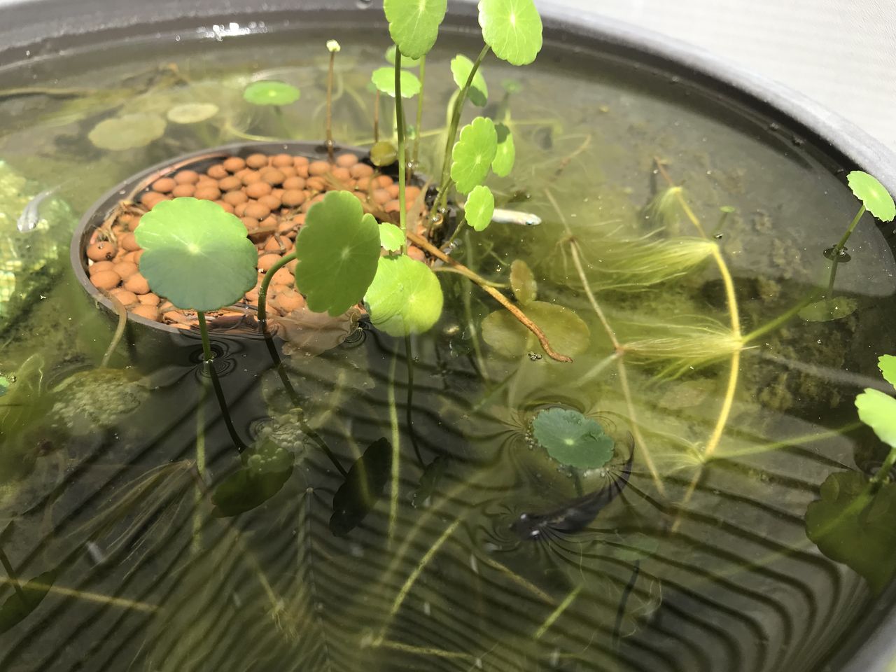 ウオーターマッシュルームの花が咲く メダカのいる睡蓮鉢の観察５ 水槽にやったことを忘れないように書いておくブログ