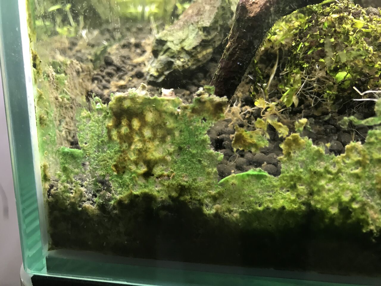 藍藻を物理的に除去する 水槽にやったことを忘れないように書いておくブログ 藍藻を物理的に除去する 水槽にやったことを忘れないように書いておくブログ