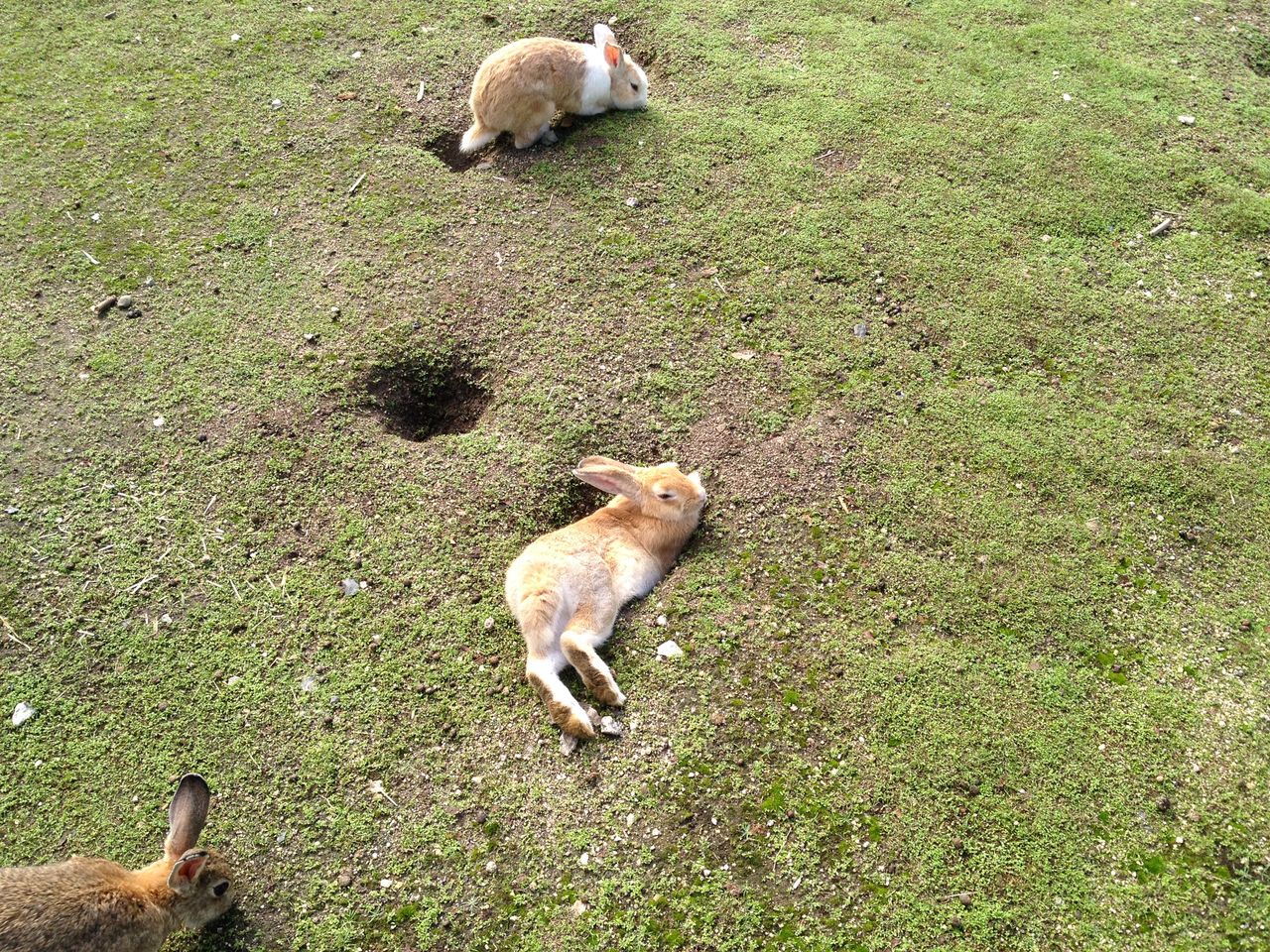 ウサギの島のアナウサギの観察 水槽にやったことを忘れないように
