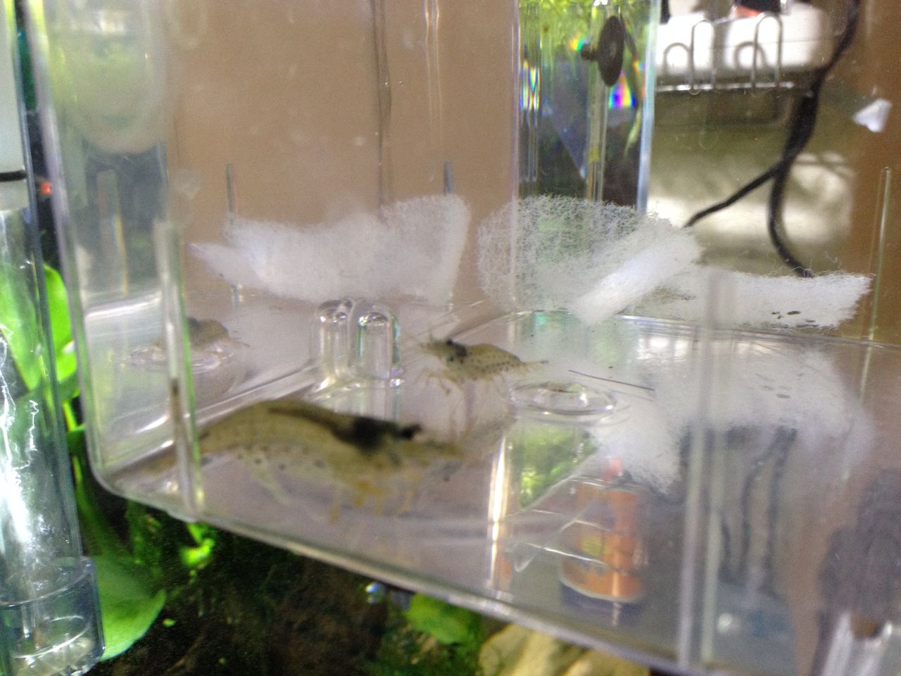 ヤマトヌマエビを投入する 水槽にやったことを忘れないように書いておくブログ