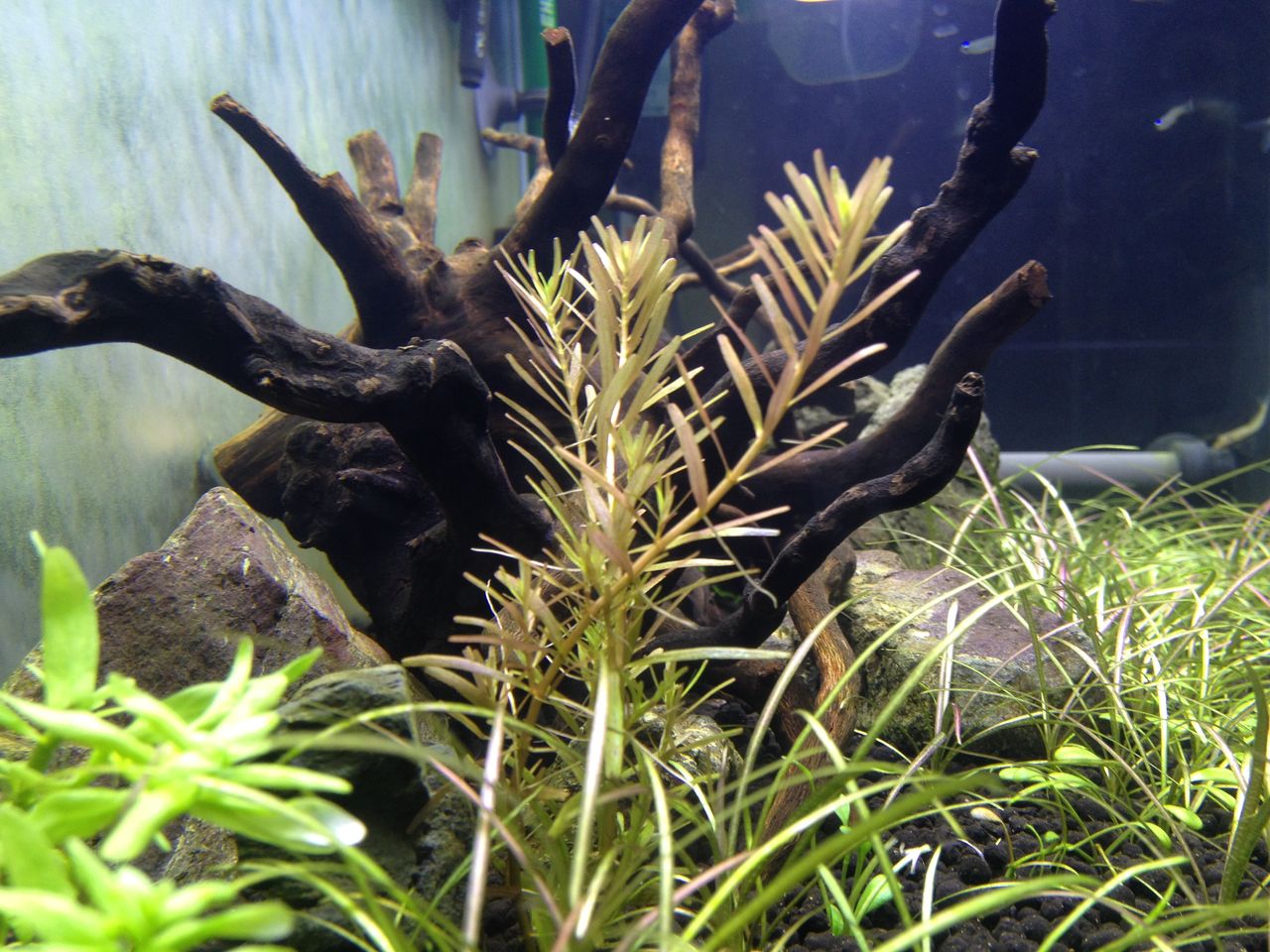 グリーンロタラとロタラｓｐ ワイナードの観察１ 水槽にやったことを忘れないように書いておくブログ