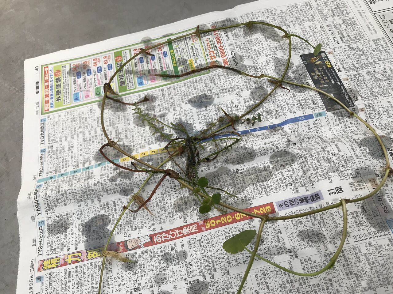アオミドロを止められずメダカ鉢を締める 水槽にやったことを忘れないように書いておくブログ アオミドロを止められずメダカ鉢を締める 水槽にやったことを忘れないように書いておくブログ