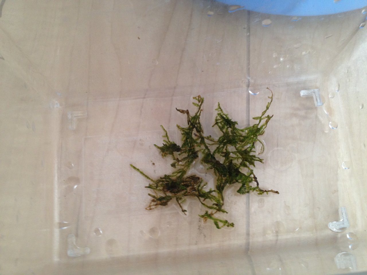 南米ウイローモスを地獄から救出する 水槽にやったことを忘れないように書いておくブログ