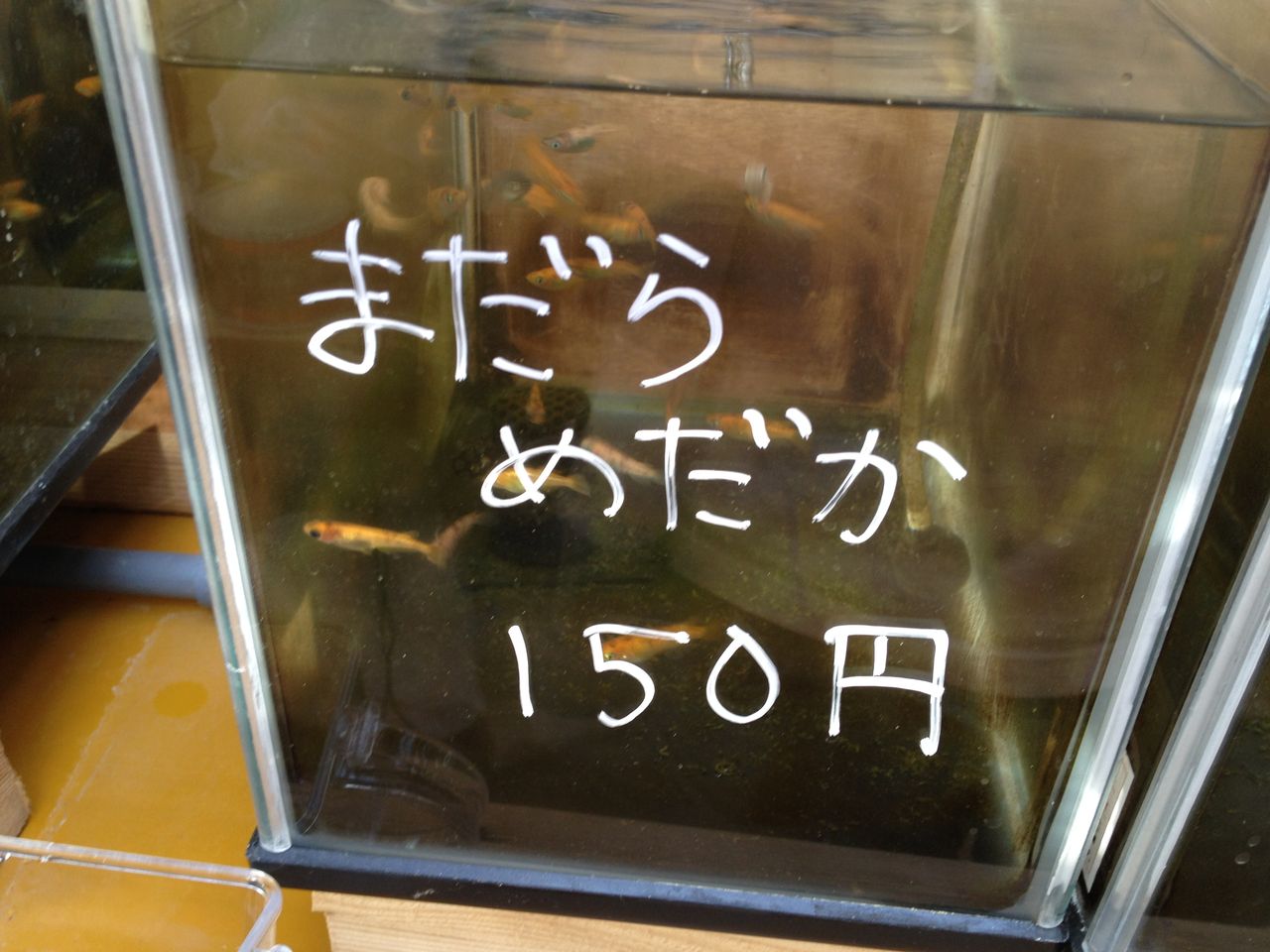 めだかの学校　勲章9点まとめ めだか小屋で見るメダカの品種（めだか小屋訪問2） : 水槽に
