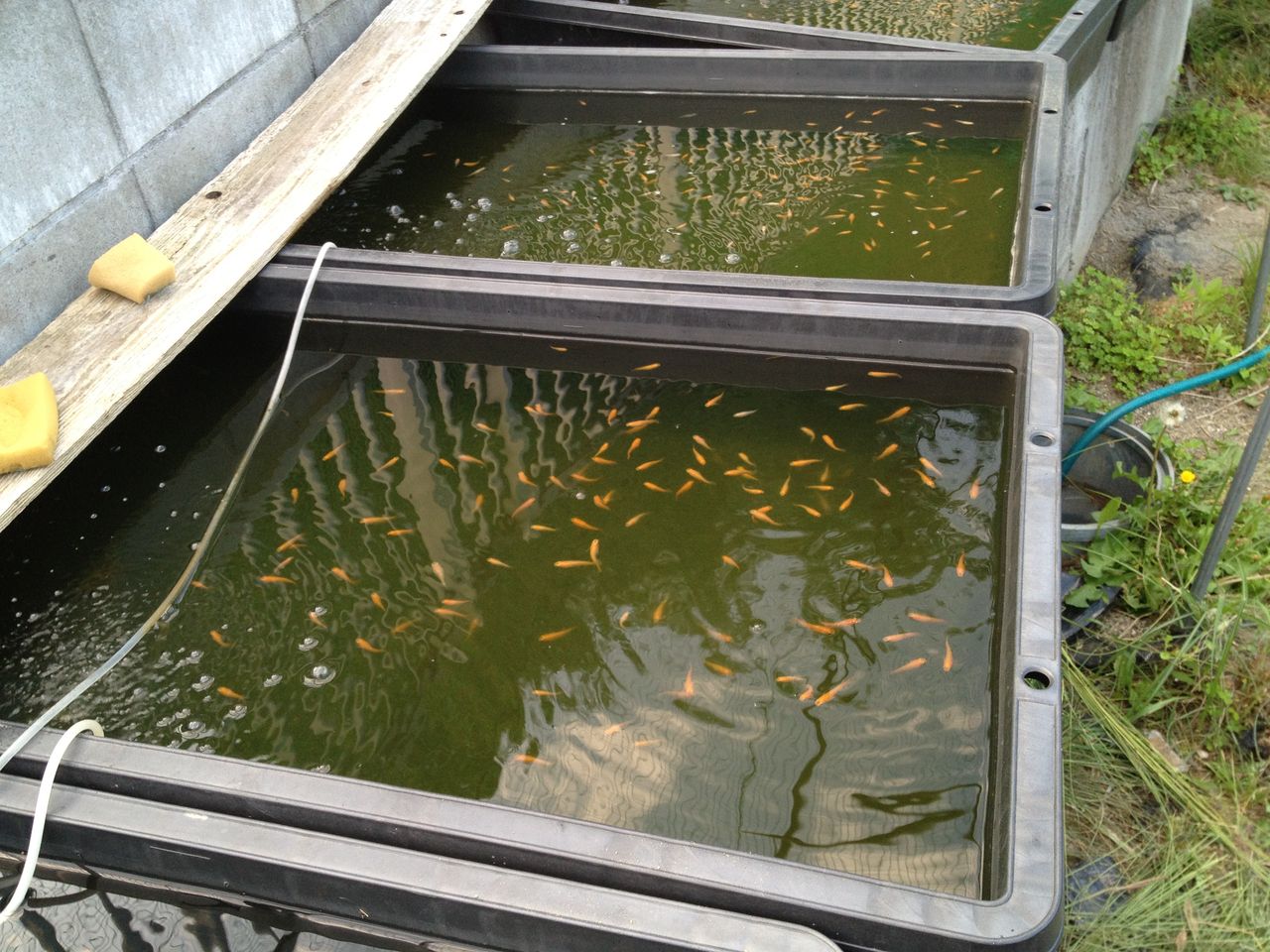 めだか小屋で見る定番メダカ 水槽にやったことを忘れないように書いておくブログ めだか小屋で見る定番メダカ 水槽にやったことを忘れないように書いておくブログ